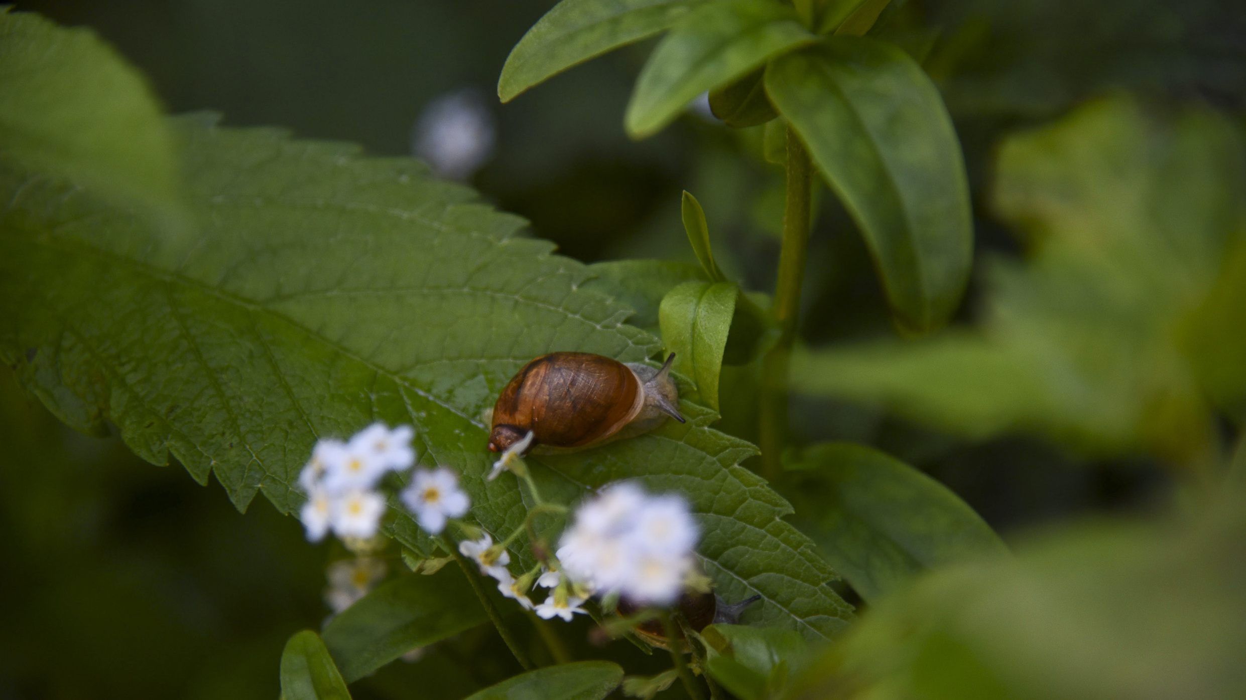The yearslong journey to save a tiny snail you've never heard of NPR