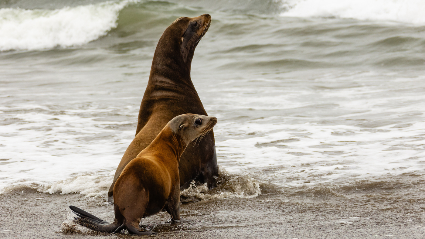 A visit to the world's largest marine mammal hospital : NPR