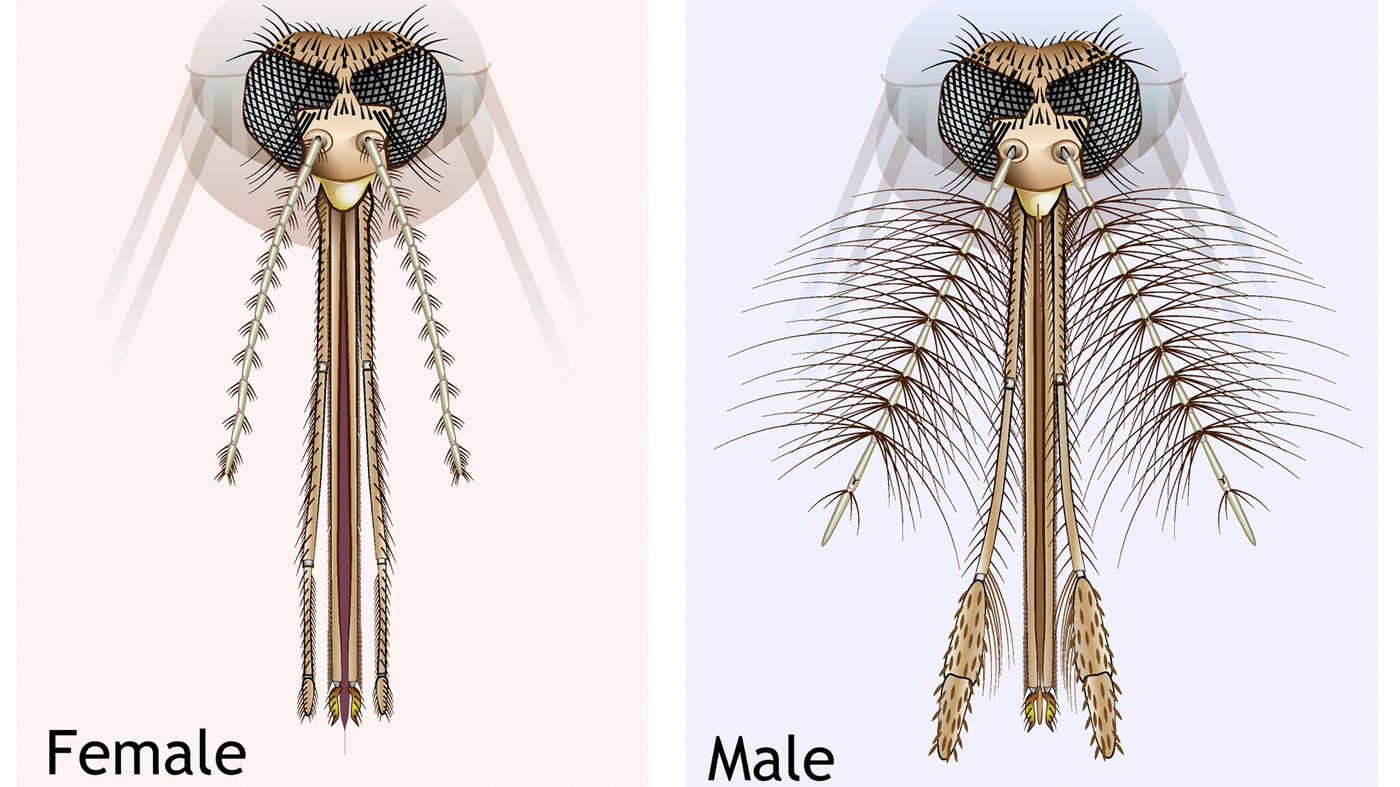 Mosquito males use hairy ears to find the ladies. Is there a way to interfere? Goats and Soda