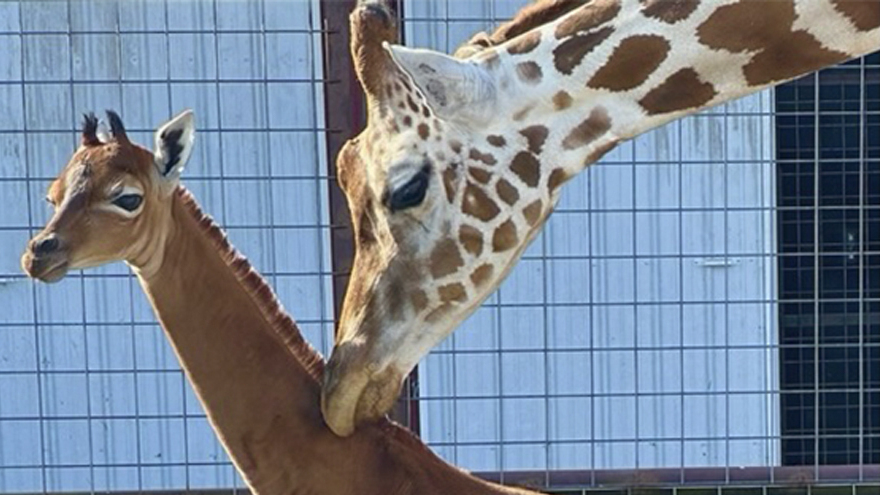 tallest giraffe ever recorded