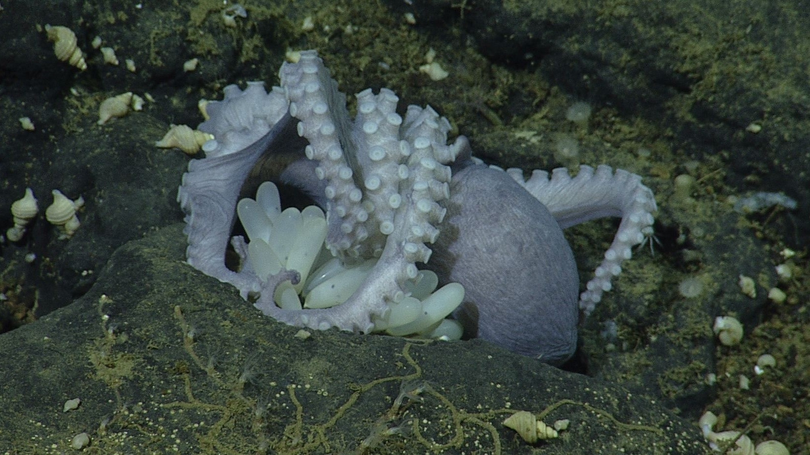 Thousands of octopuses gather off California to brood eggs