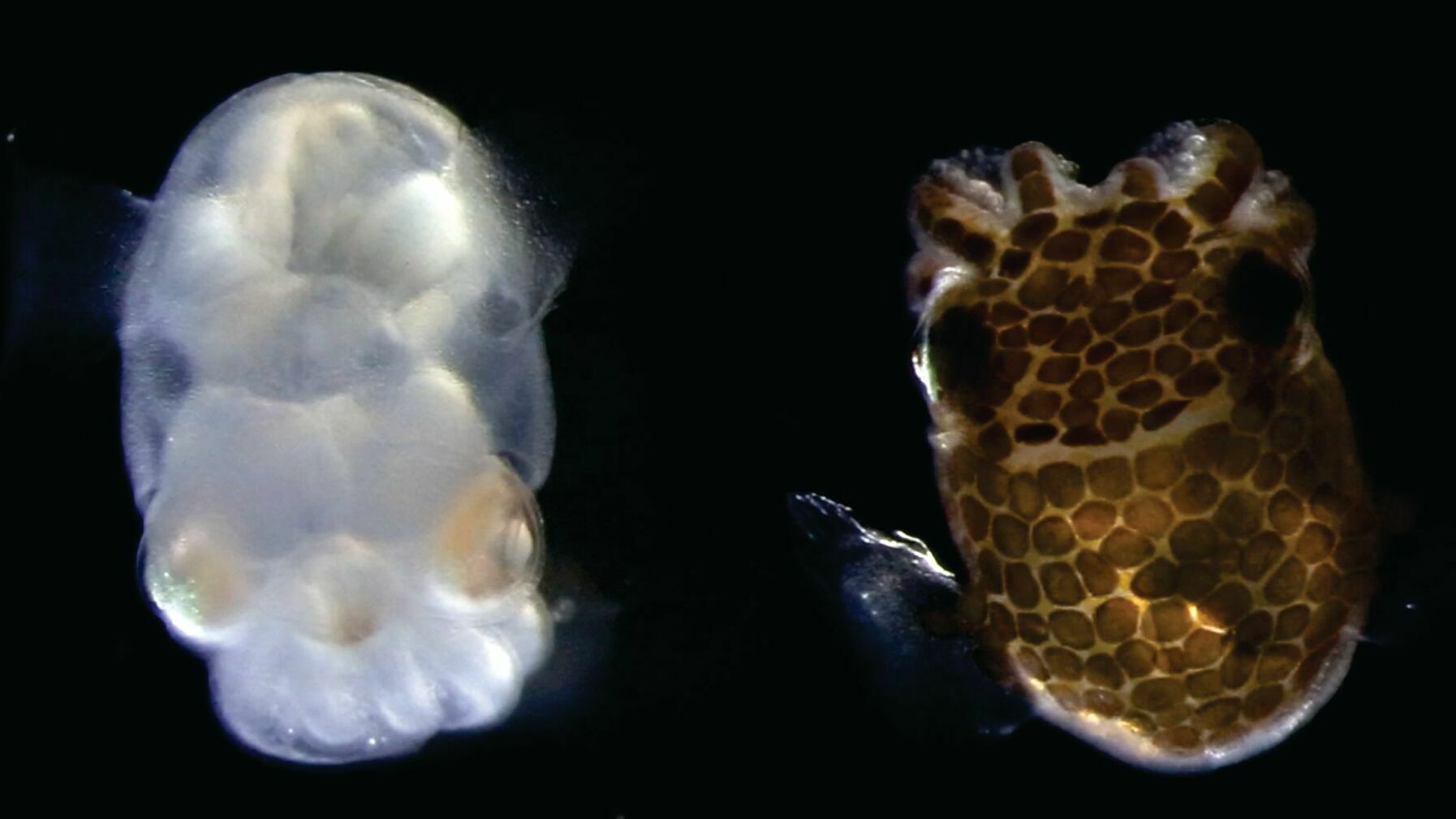 How scientists engineered a see-through squid with its brain in plain view - Vimarsana News
