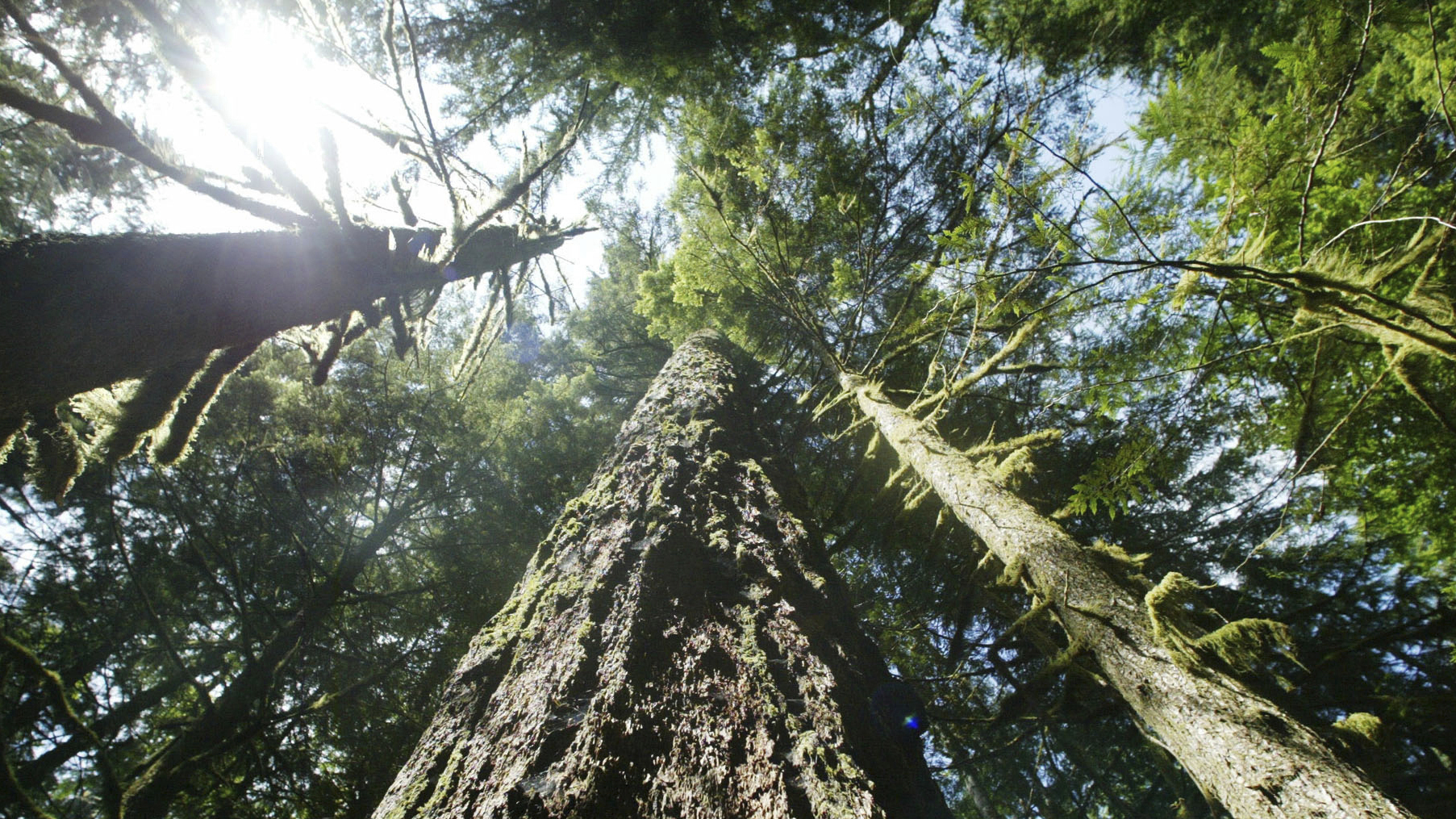 Judge: Trump-era rule change allowing the logging of old-growth forests violates laws Judge: Trump-era rule change allowing the logging of old-growth forests violates laws