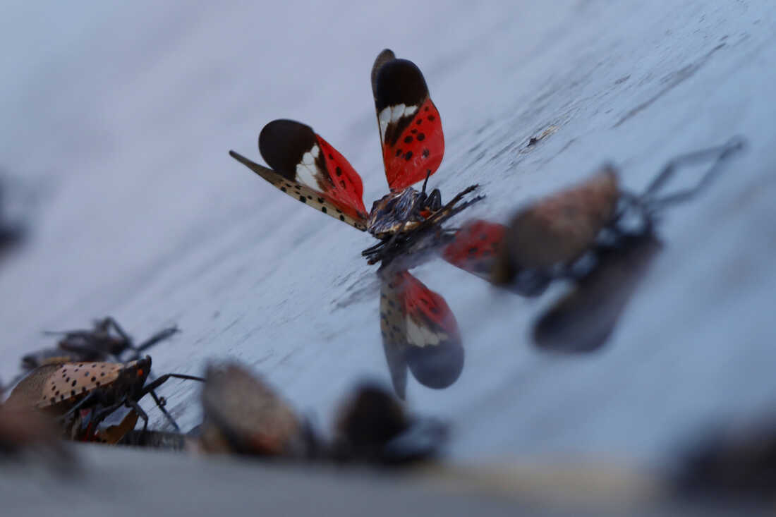 Spotted Lanternfly Hits New Stage: How To Spot The Pests In MD