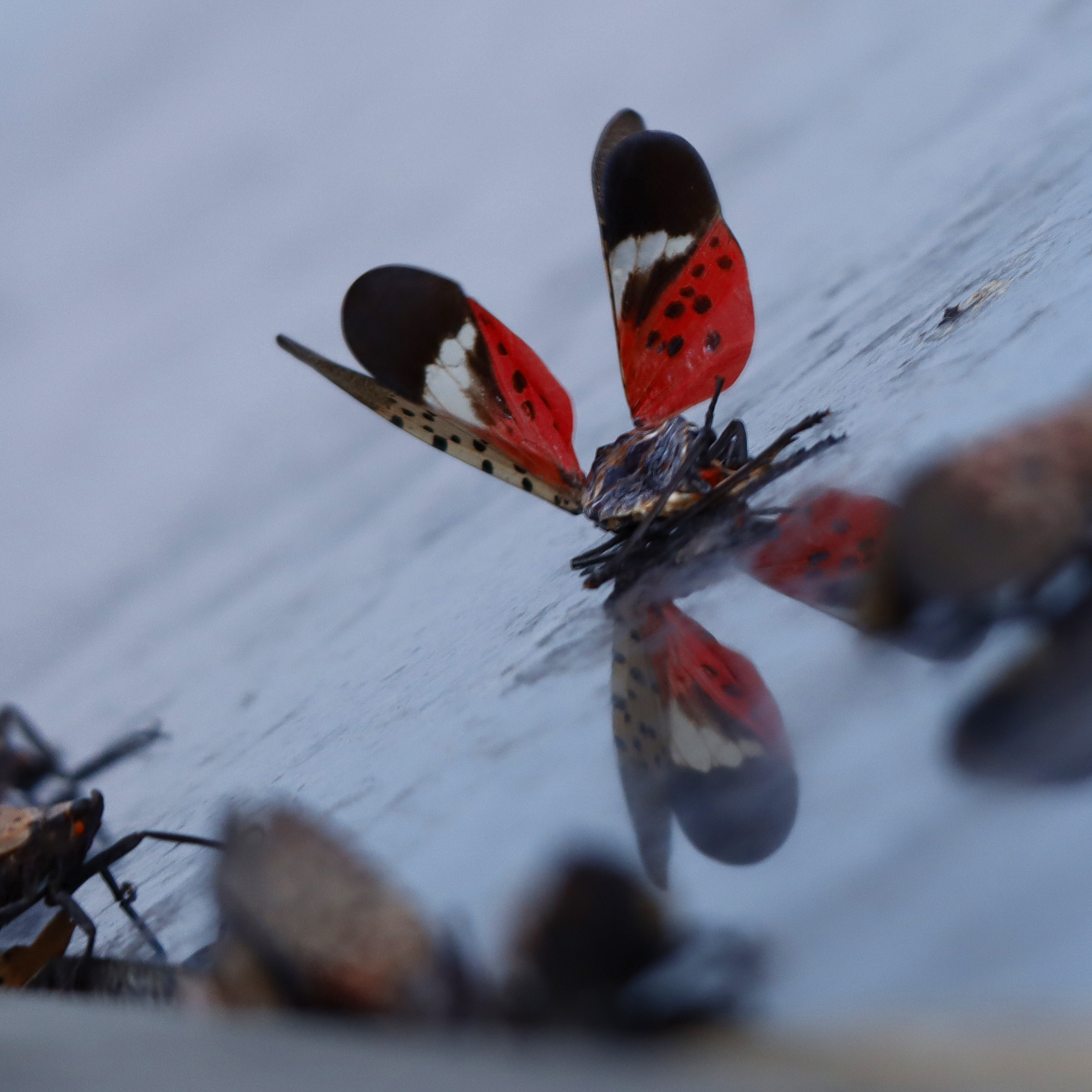 Stomp, scrape, repeat: What you can do to stop the spotted lanternfly