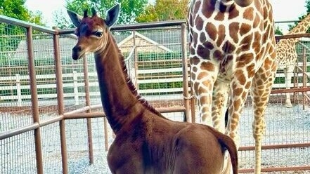 A rare spotless giraffe gets a name to match