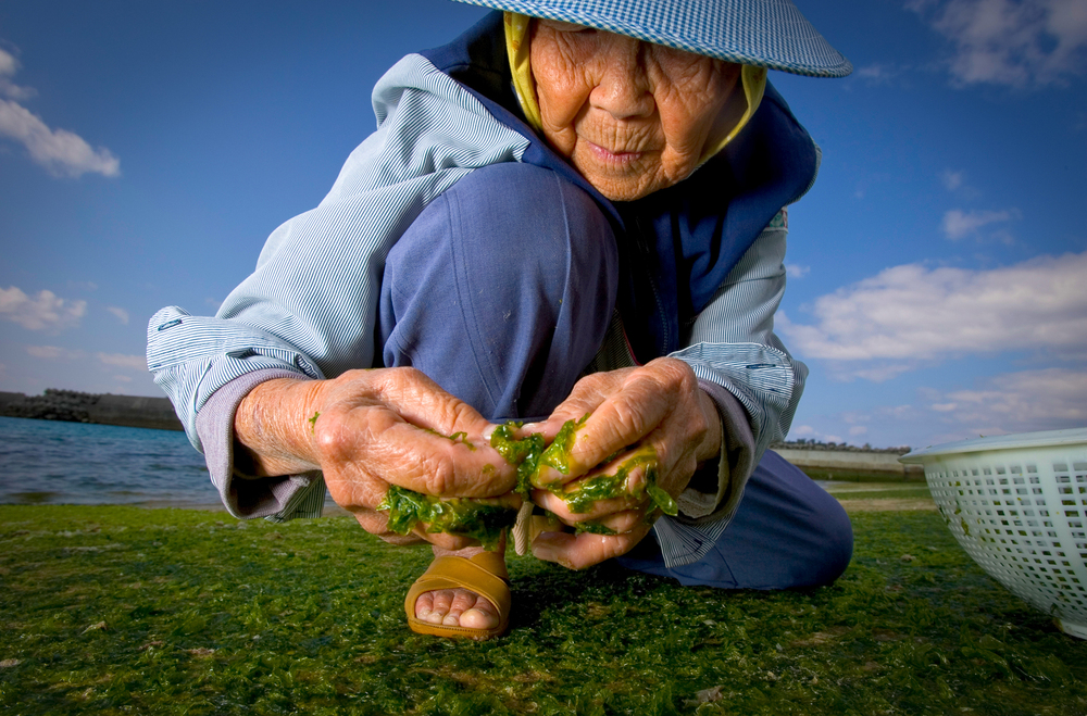 Kame Ogito, 89, gathers seaweed at low tide in Motobu, Okinawa, Japan. Seaweed is part of the plant-based, low-calorie diet that makes Okinawans some of the longest-lived people in the world. (Dan Buettner)