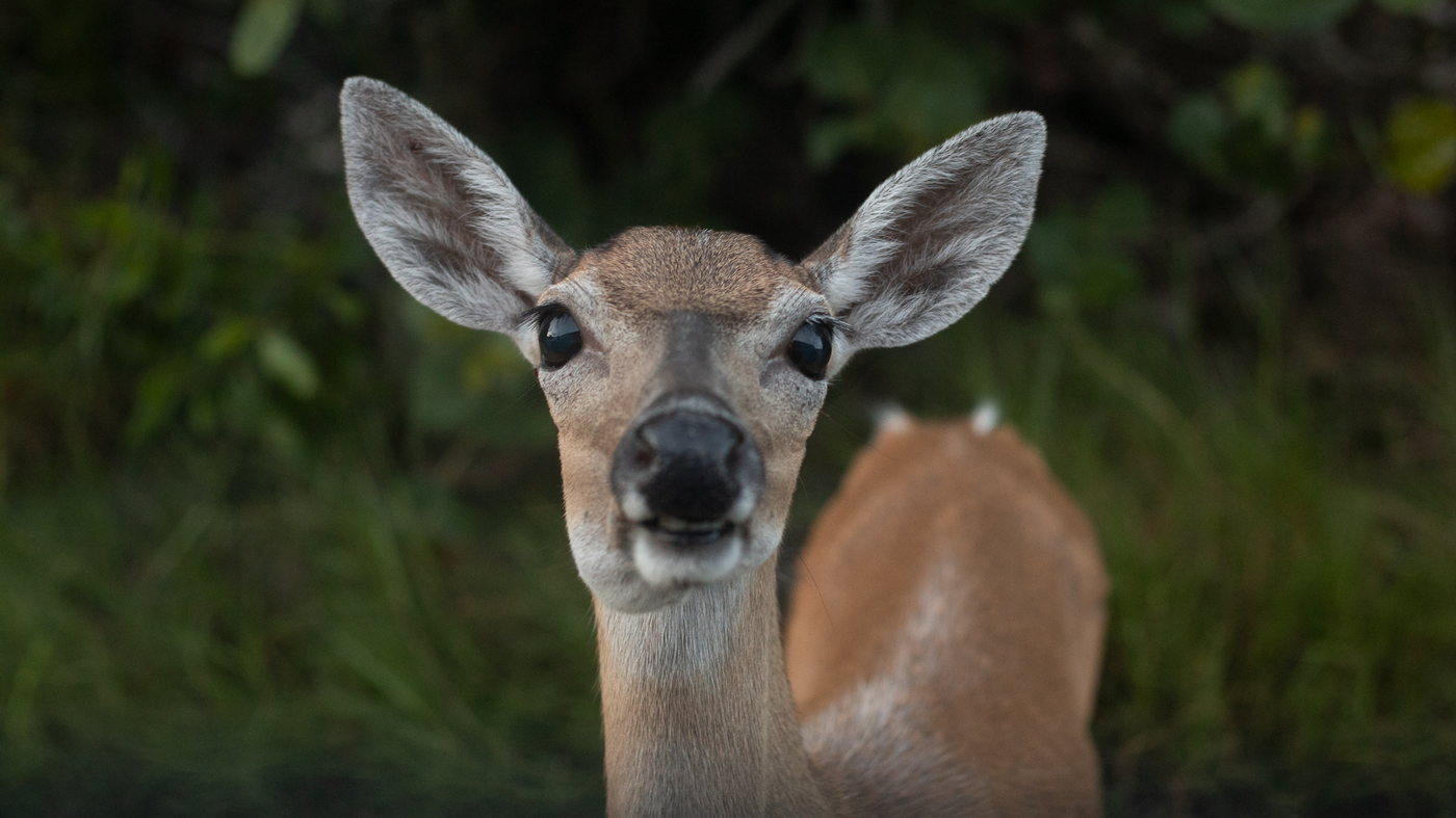 Climate Change is Making It Difficult to Protect Endangered Species ...