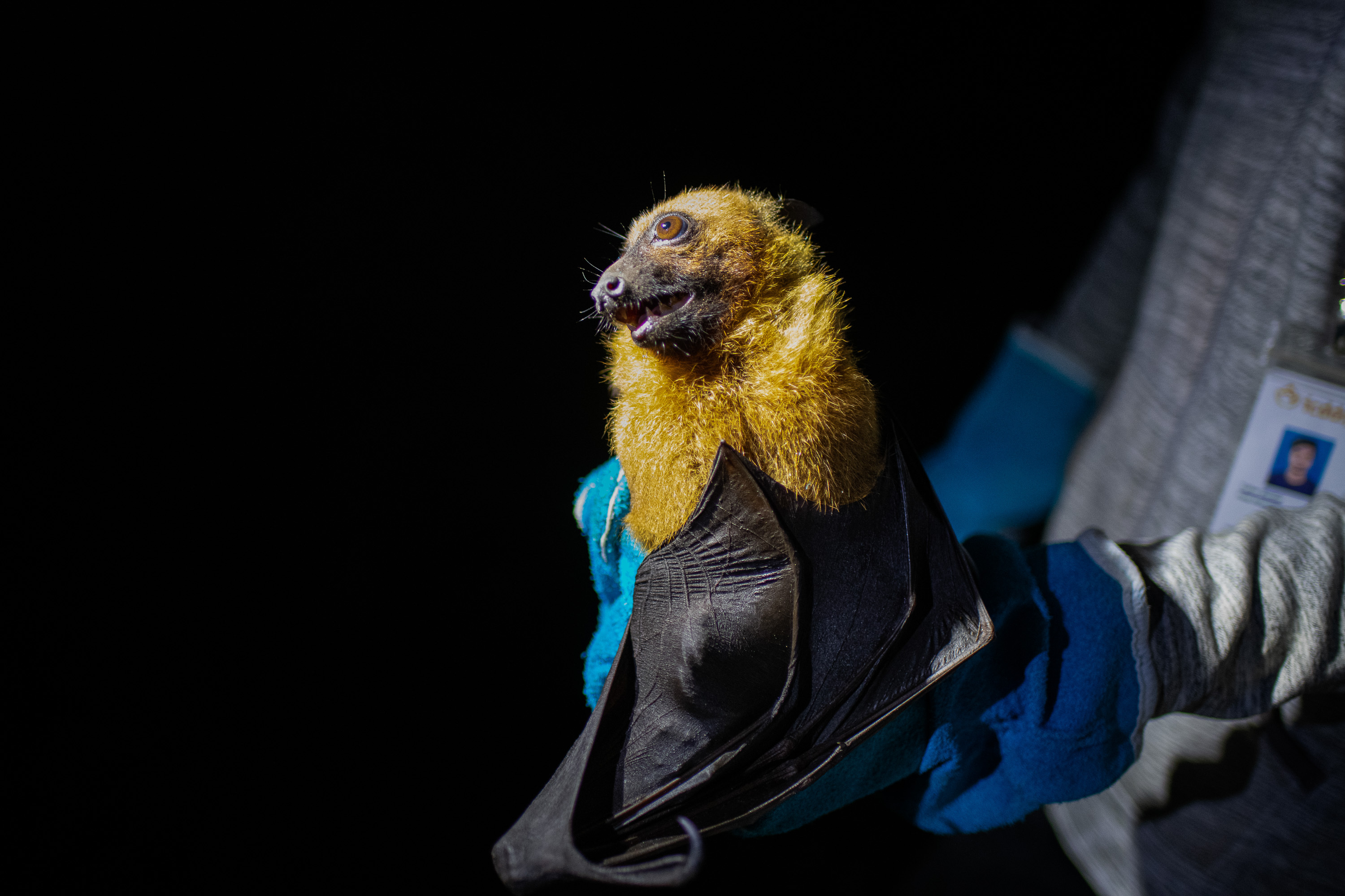 Another Nipah outbreak in India: What do we know about this virus and how to stop it? - Vimarsana News