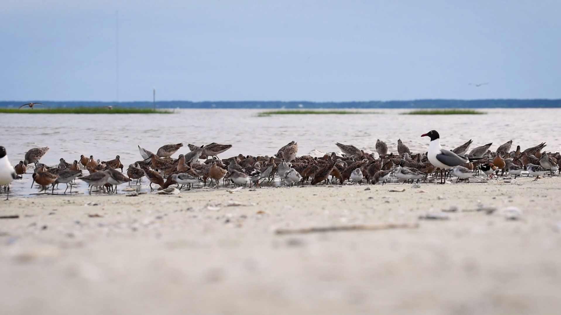 Vaccines are still tested with horseshoe crab blood. The industry is finally changing