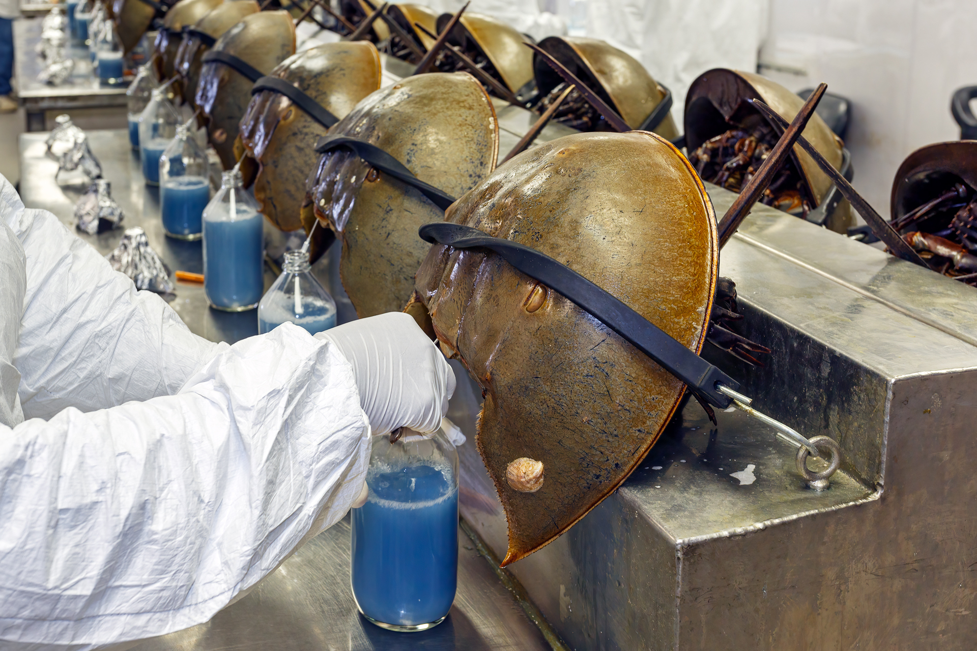 Horseshoe crabs are bled alive at a facility in Charleston, S.C., in June 2014. (Ariane Müller)