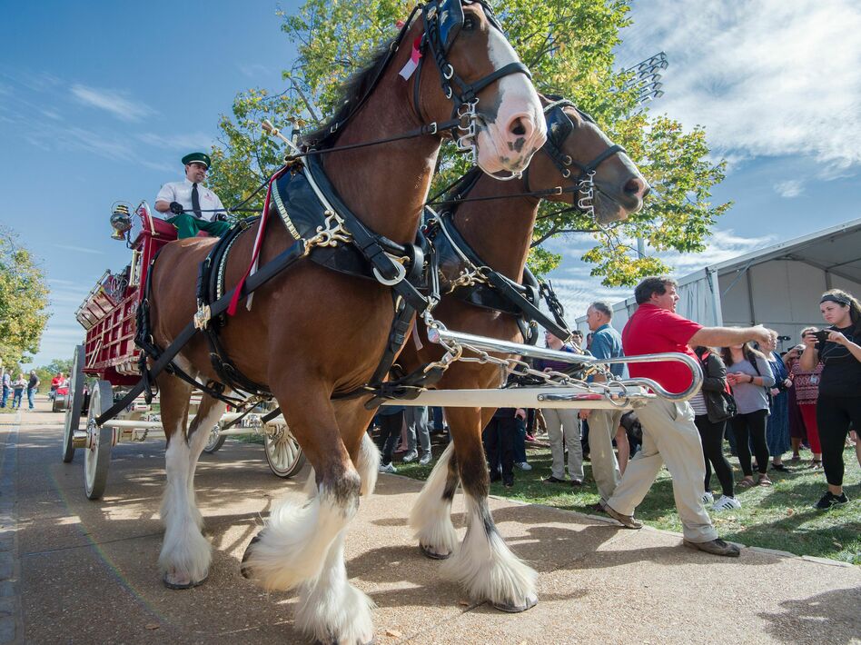 Budweiser, Clydesdales coming back to Super Bowl 56