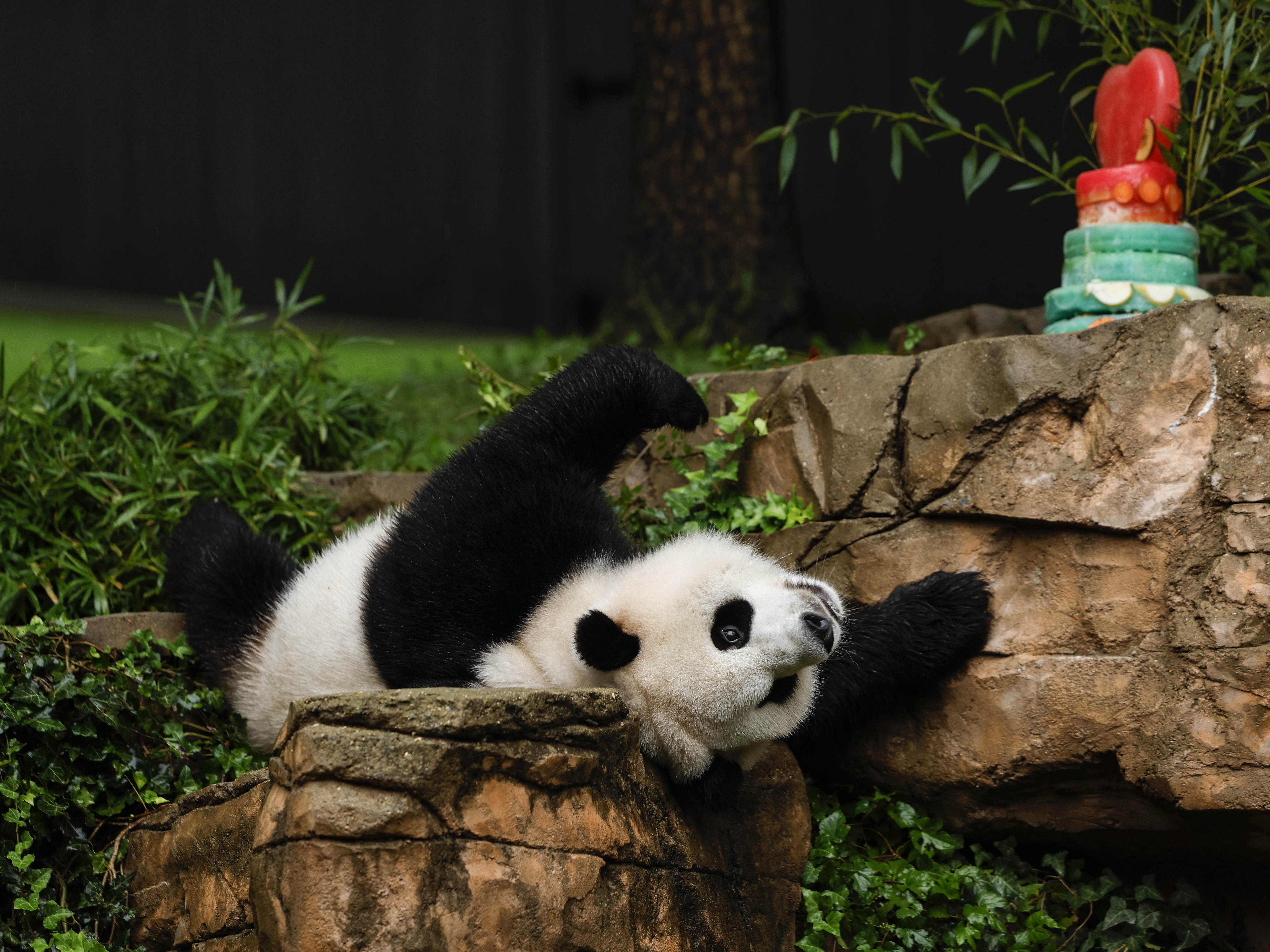 Up First briefing: Hollywood writers deal, NASA asteroid sample, pickleball caucus 4 Male giant panda Xiao Qi Ji rolls around in his enclosure during a 'Panda Palooza' event at the Smithsonian National Zoo on September 23, 2023 in Washington, DC.