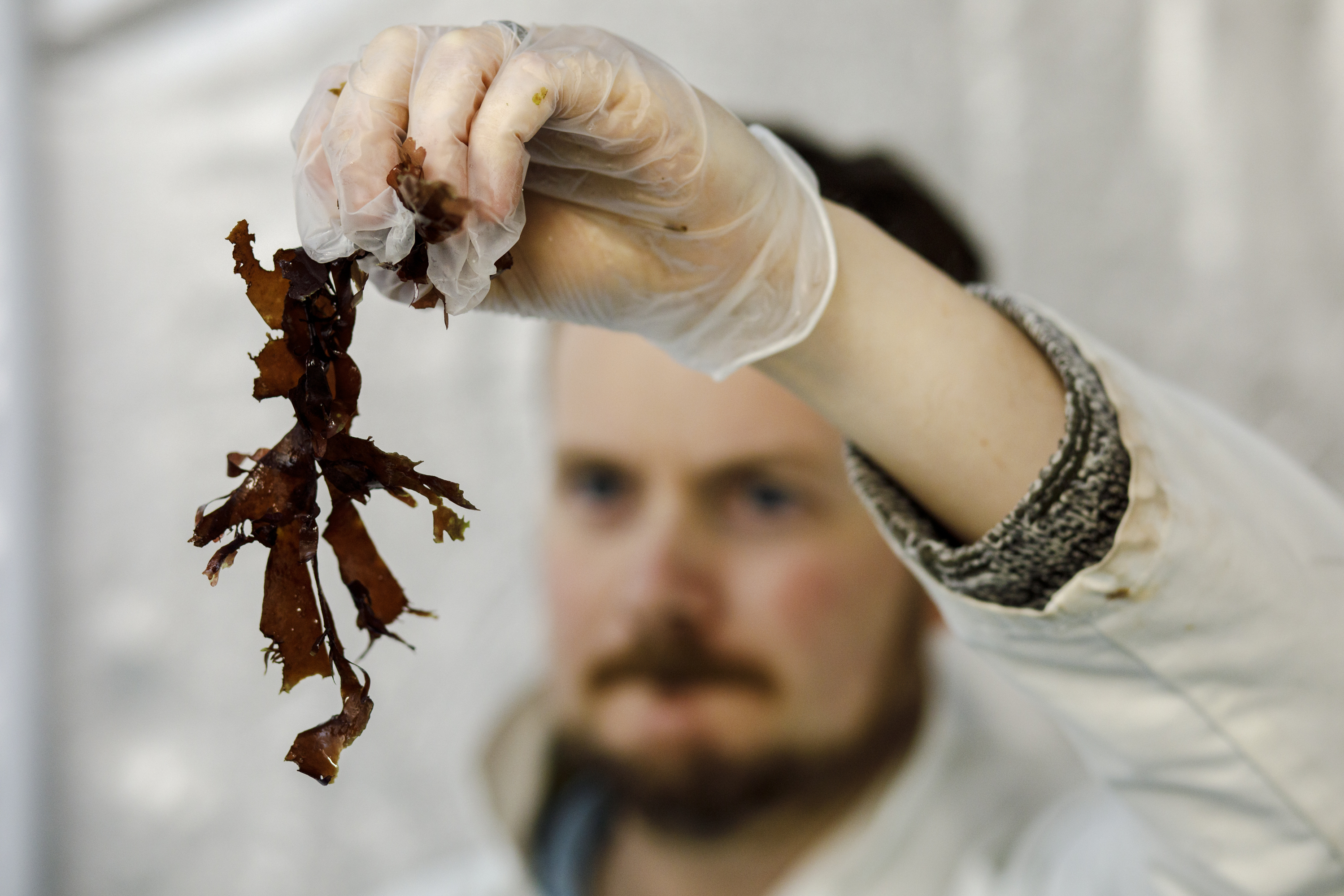 Seaweed Generation's marine biologist Duncan Smallman at the company's workshop in Glasgow, Scotland. (Robert Ormerod for NPR)