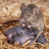 Pregnancy is a brain changer that prepares a mouse for parenting