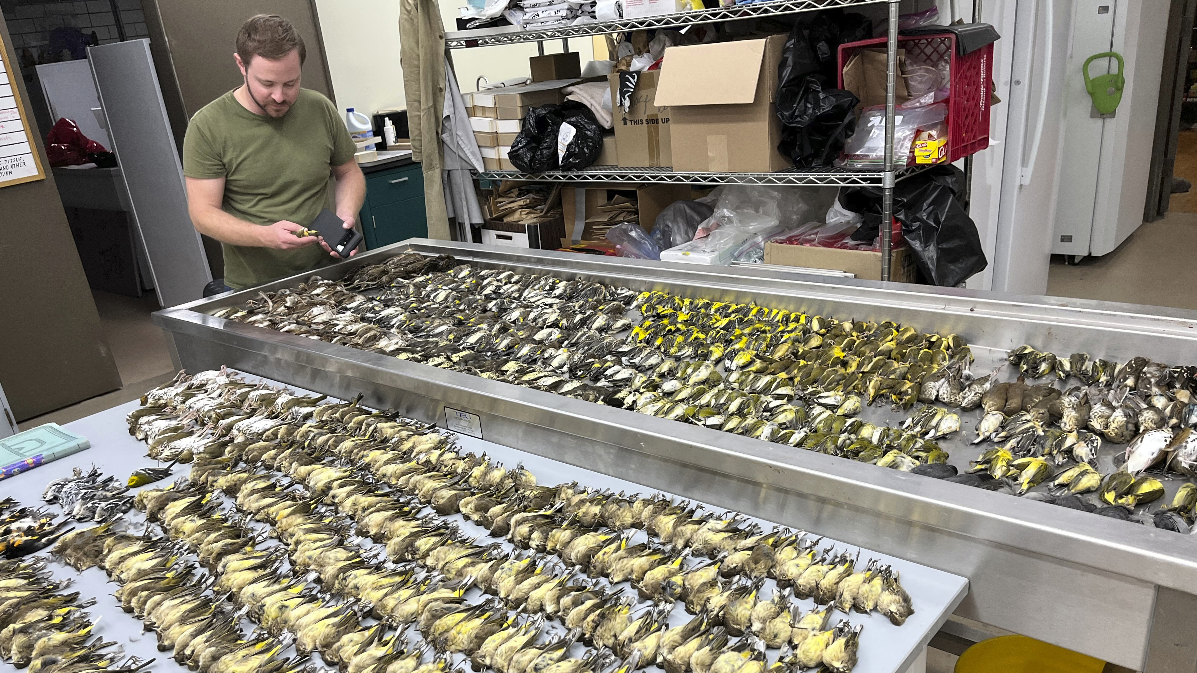 Nearly 1,000 migrating birds died after crashing into Chicago building - Vimarsana News