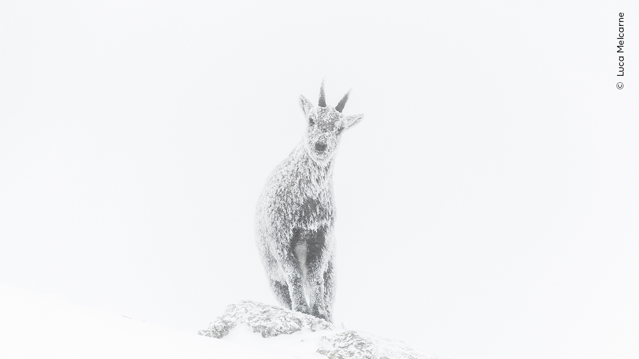 See the 2023 Wildlife Photographer of the Year winning images : NPR