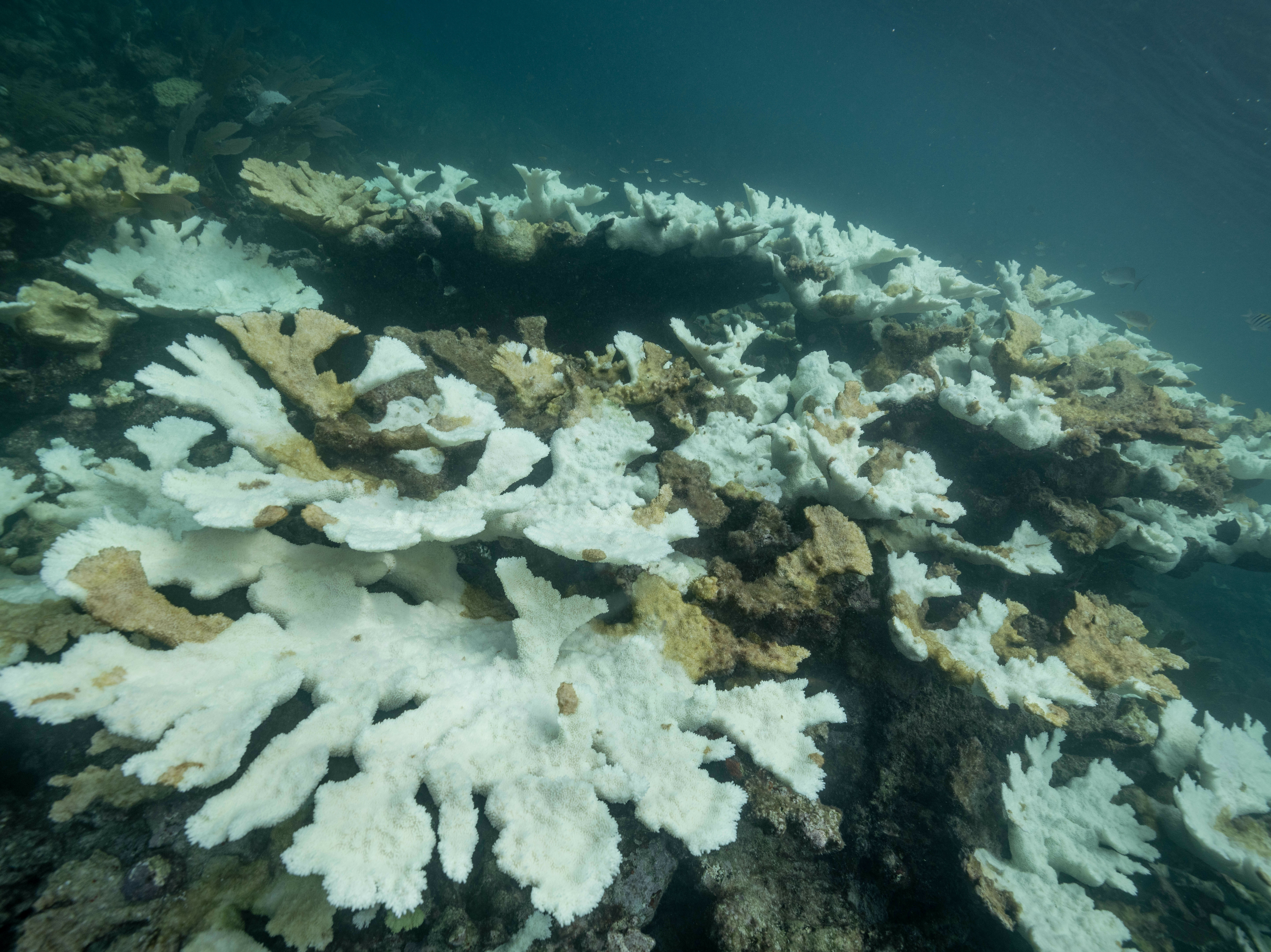 The marine heat wave this summer bleached Elkhorn corals at Horseshoe Reef in the Florida Keys. (Shireen Rahimi)