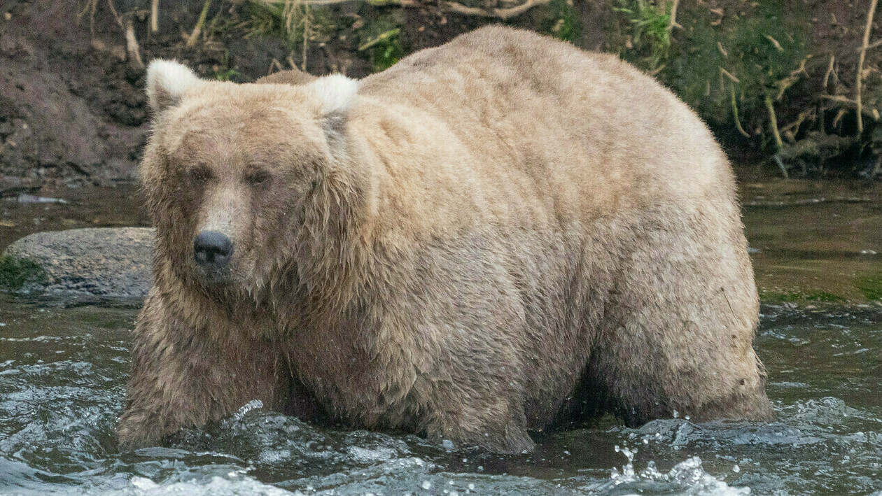 An empty-nest mama bear just won Fat Bear Week An empty-nest mama bear just won Fat Bear Week