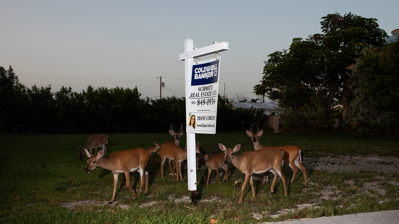 Climate change challenges the Endangered Species Act and 'toy' deer : NPR - Vimarsana News