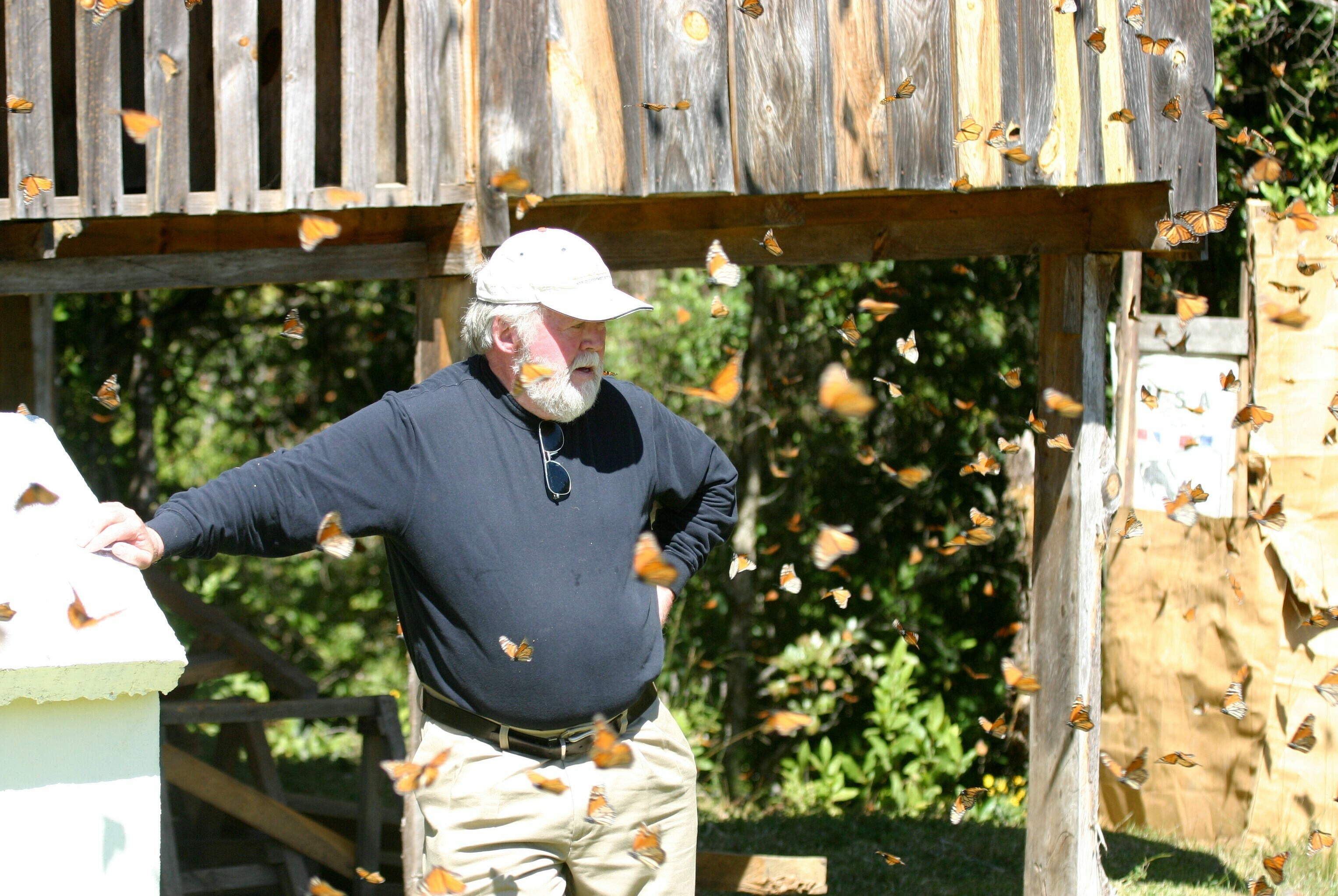 Chip Taylor, the founder of Monarch Watch, checks out butterflies at watering sites near Macheros, Mexico. (Courtesy of Monarch Watch)