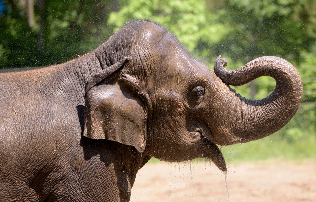 Elephant dies at St. Louis Zoo after dog disturbs herd : NPR