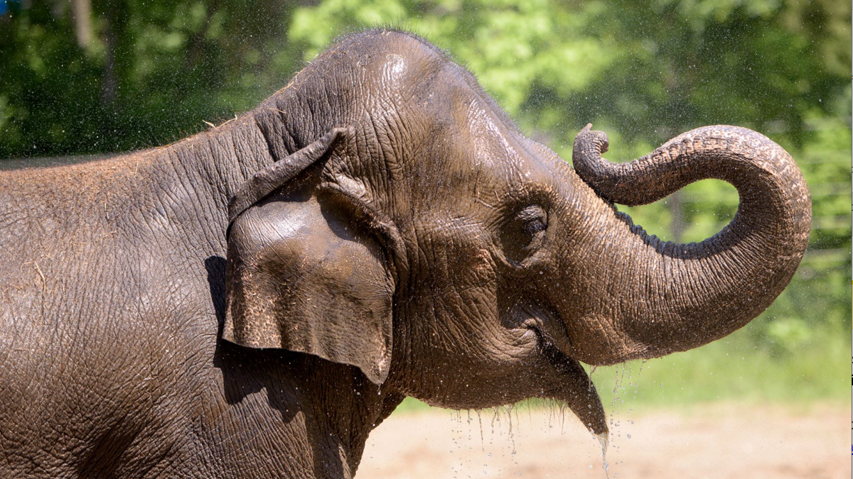 Rani the elephant died after a loose dog disturbed her herd at the St. Louis Zoo