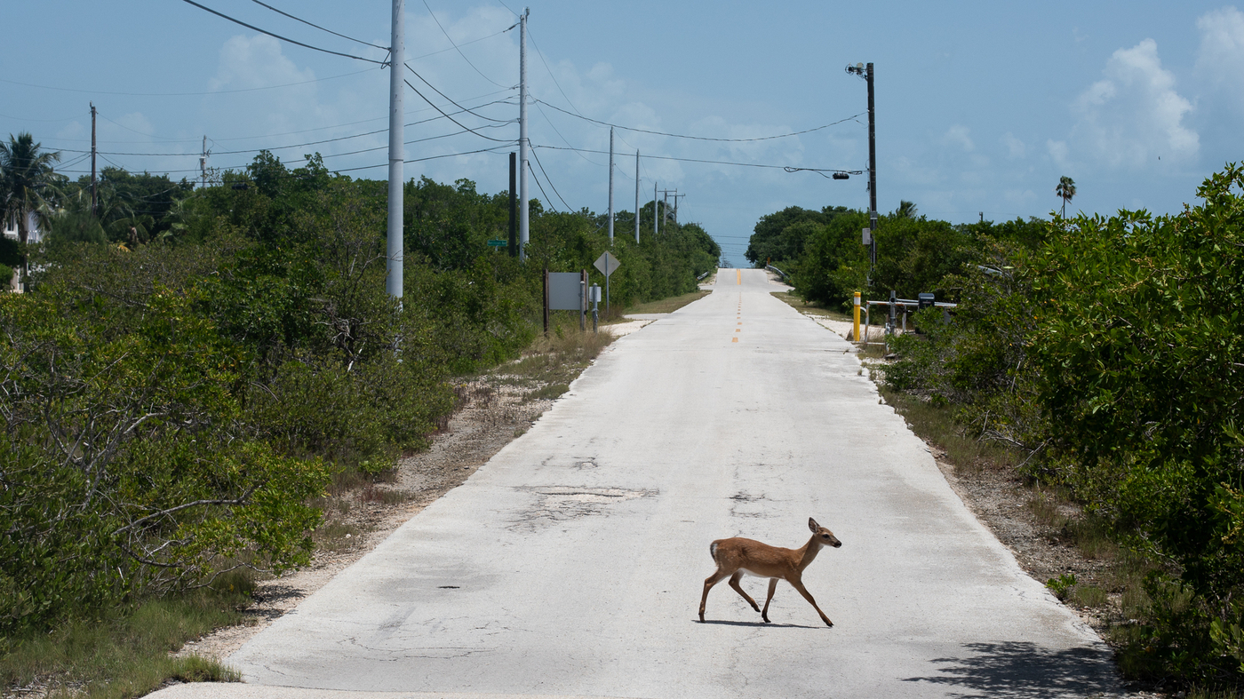 Tiny deer and rising seas: How climate change is testing the Endangered Species Act : Short Wave - Vimarsana News