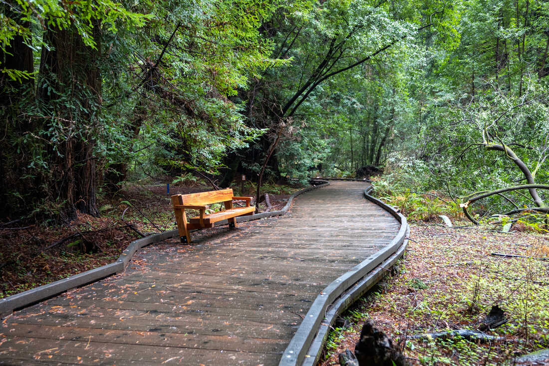 A bench along a path in a redwood forest in Northern California.