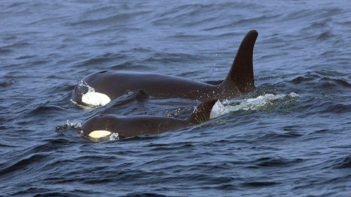 A pod of killer whales sinks a yacht in the Strait of Gibraltar: NPR