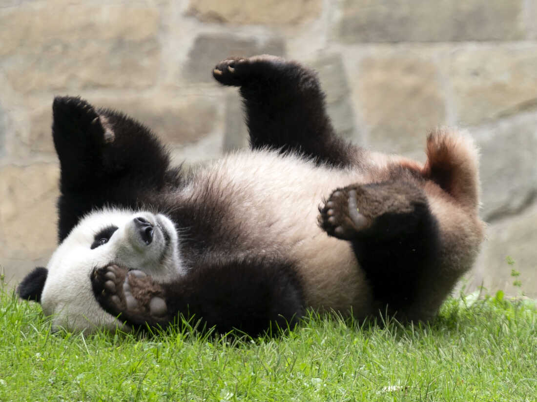 China may send more pandas to the U.S. : NPR