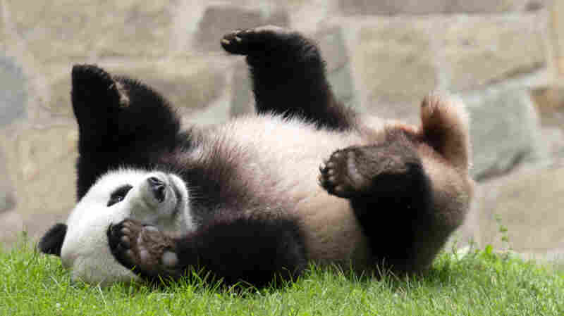 good summary news More pandas will be coming to the U.S., China's president signals