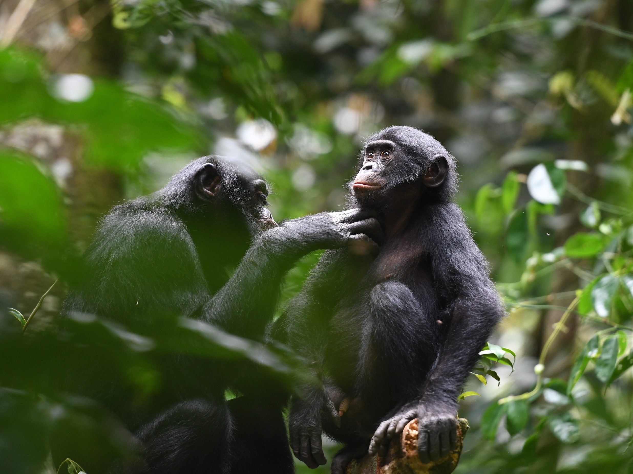 Unlike chimps, bonobos offer hope that maybe we can all get along - Vimarsana News