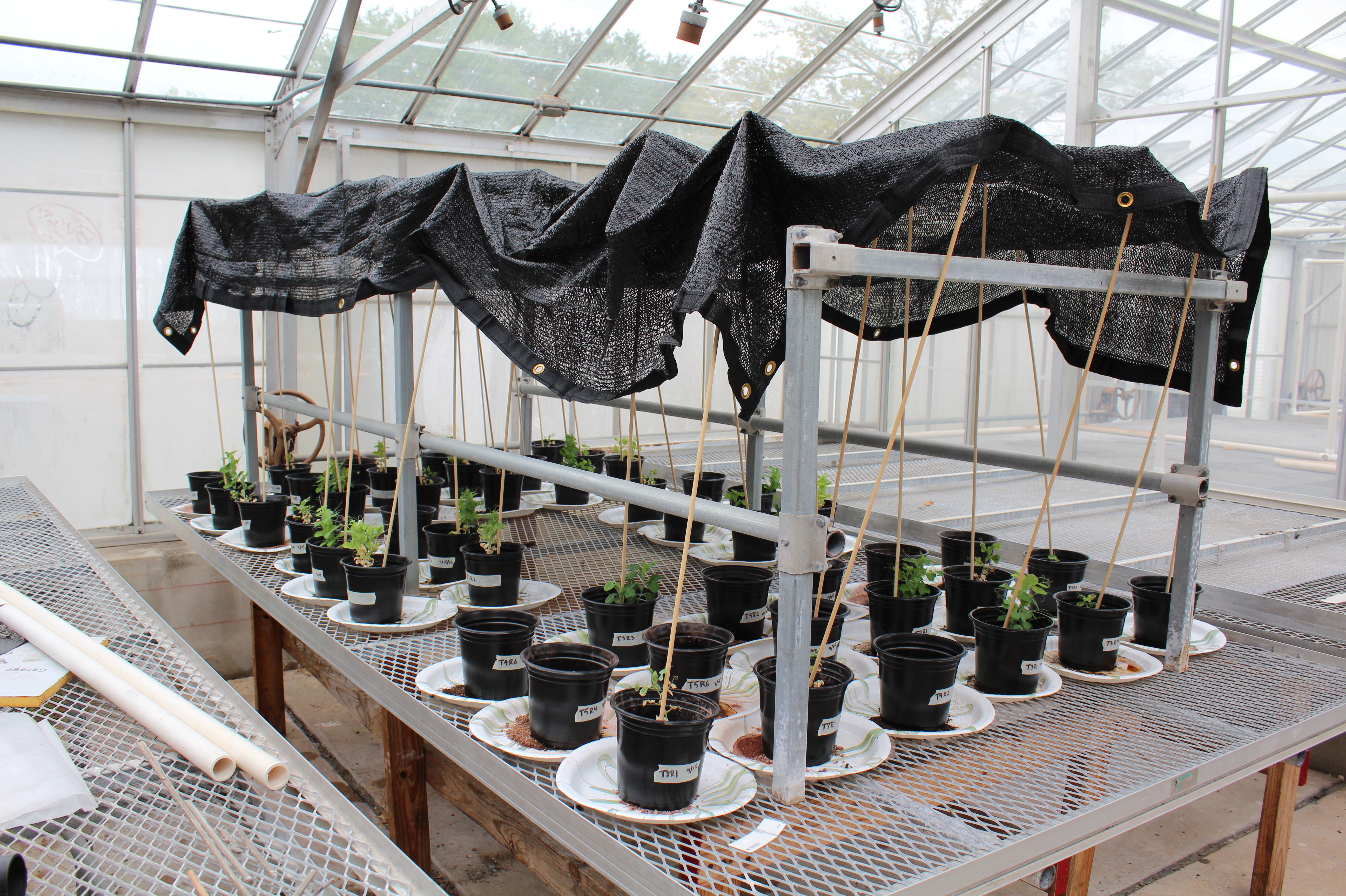 Can we grow veggies on Mars? Fly larvae and synthetic soil may hold the  answer : NPR