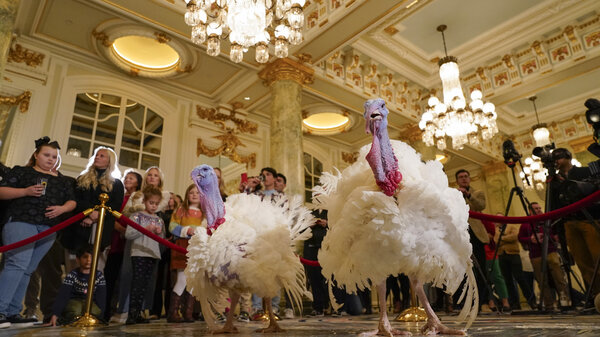 Two turkeys, named Liberty and Bell, were "pardoned" Monday at the White House ahead of Thanksgiving. Shown here, they're at the Willard InterContinental Hotel in Washington on Monday.