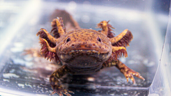 A speckled axolotl. 