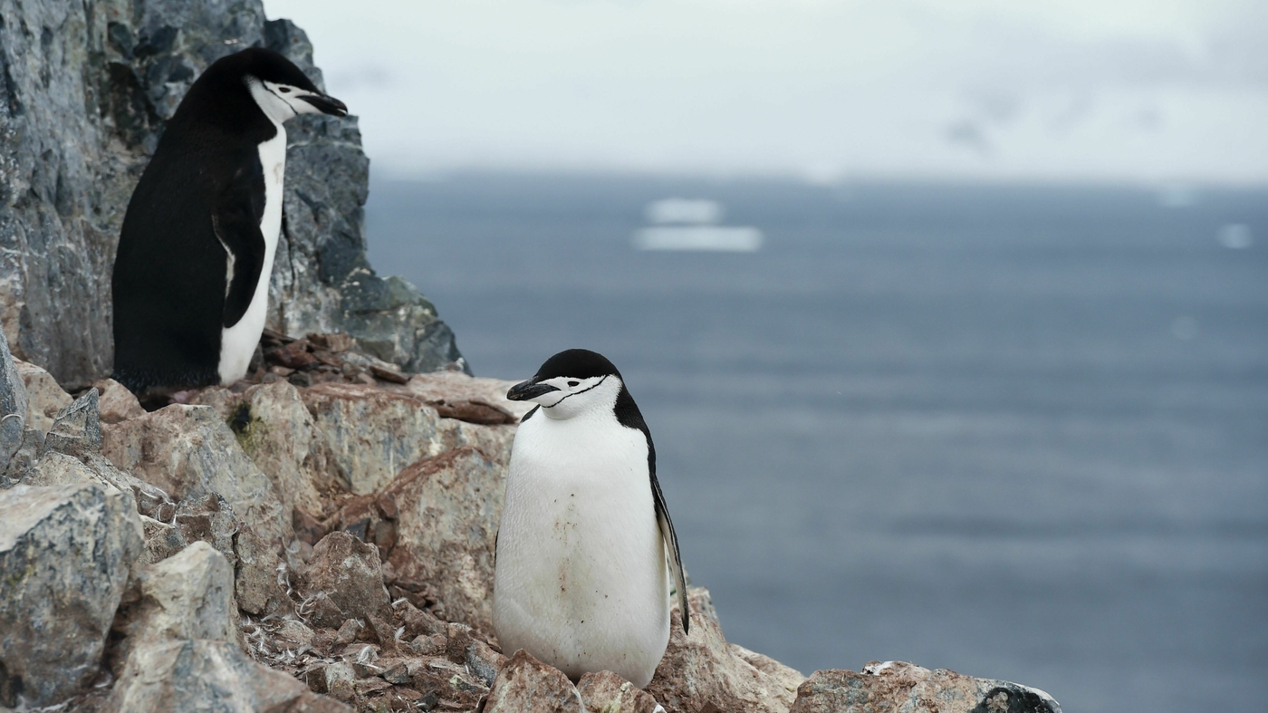 These penguins take 10,000 little naps a day — seconds at a time : Short Wave - Vimarsana News