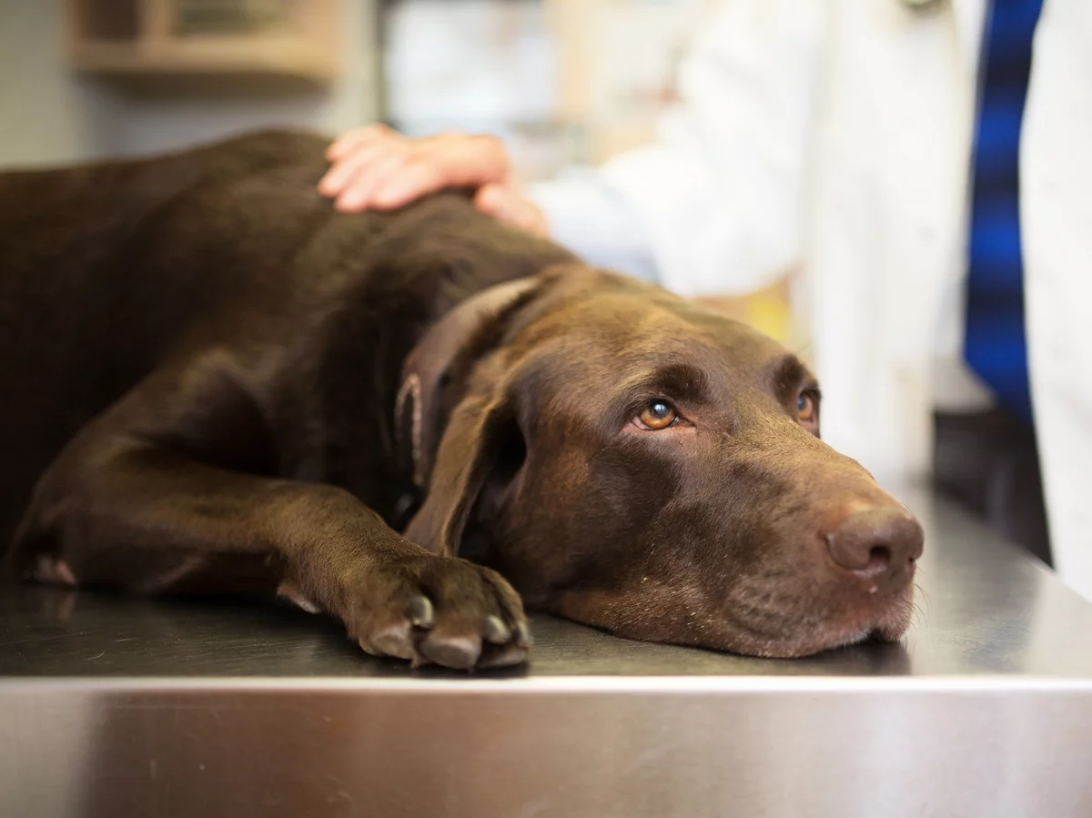 Veterinarians say fears about ‘mystery’ dog illness may be overblown