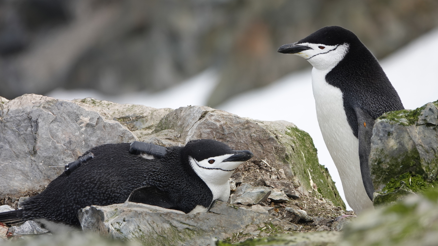 These penguins take 10,000 little naps a day — seconds at a time 