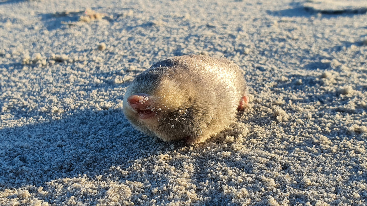 Up First briefing: Truce in Gaza extended for 7th day; Henry Kissinger dies at 100