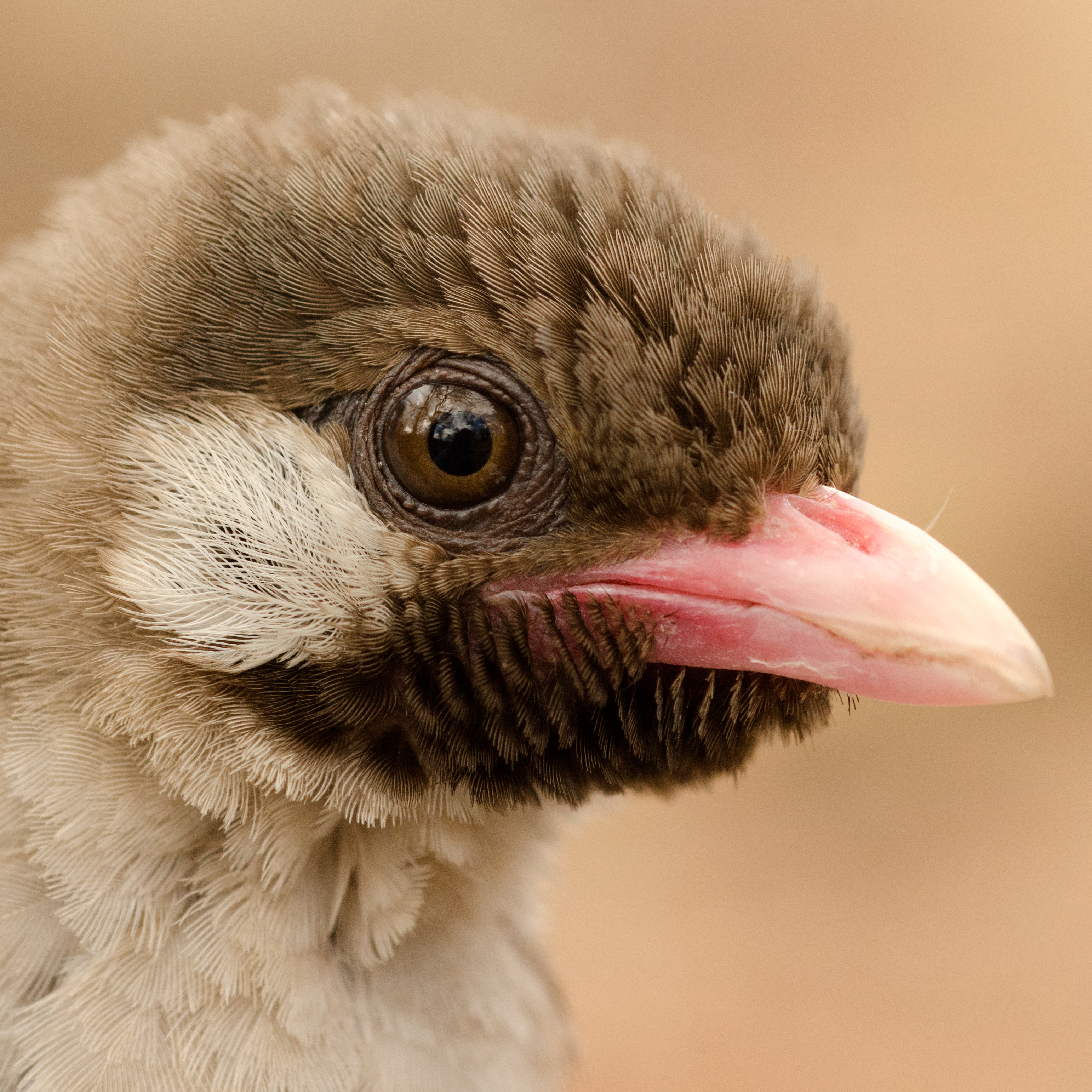 Looking for honey? This African bird will heed your call and take you there