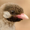 Looking for honey? This African bird will heed your call and take you there