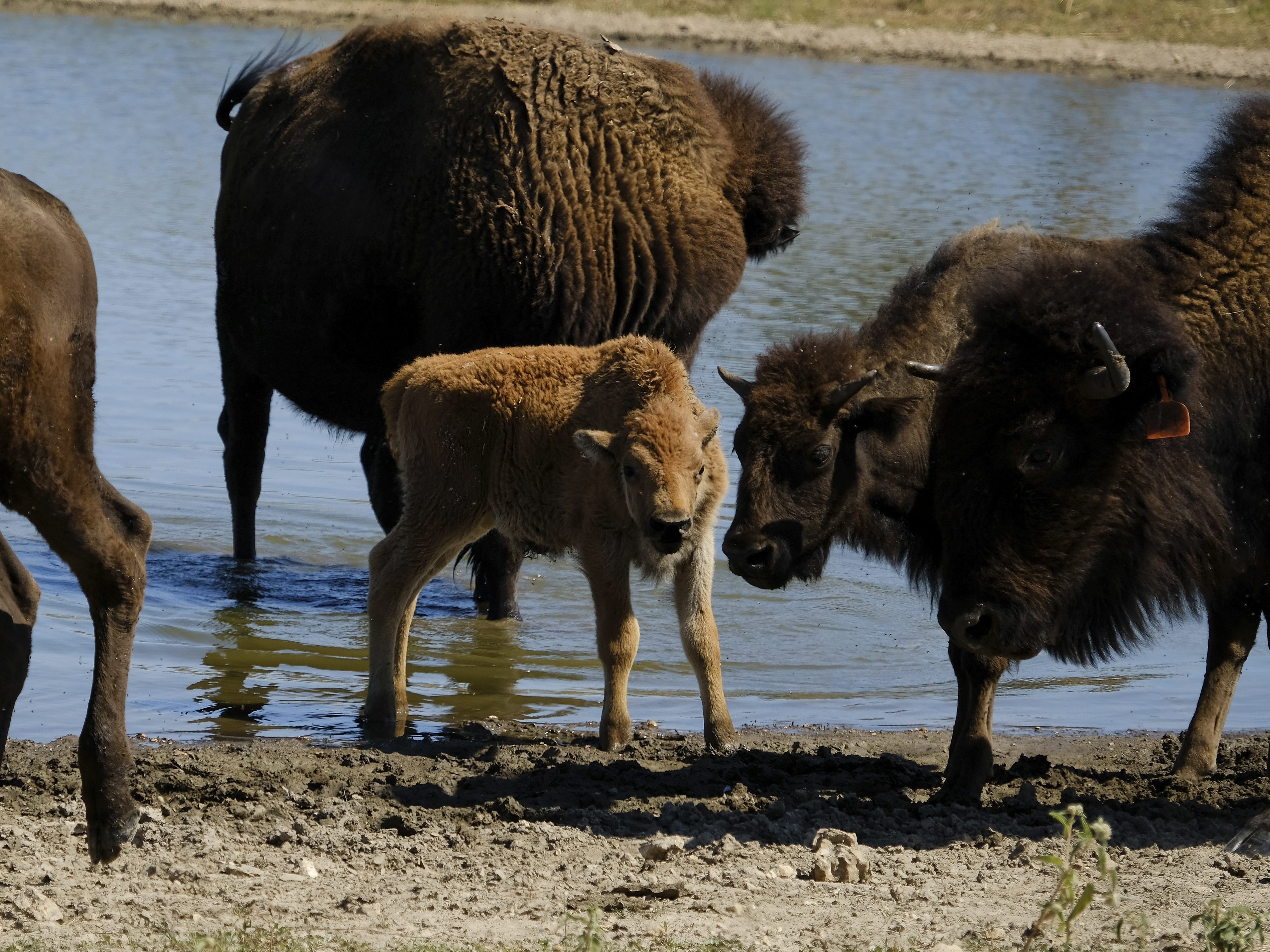 With bison herds and ancestral seeds, Indigenous communities embrace food sovereignty - Vimarsana News