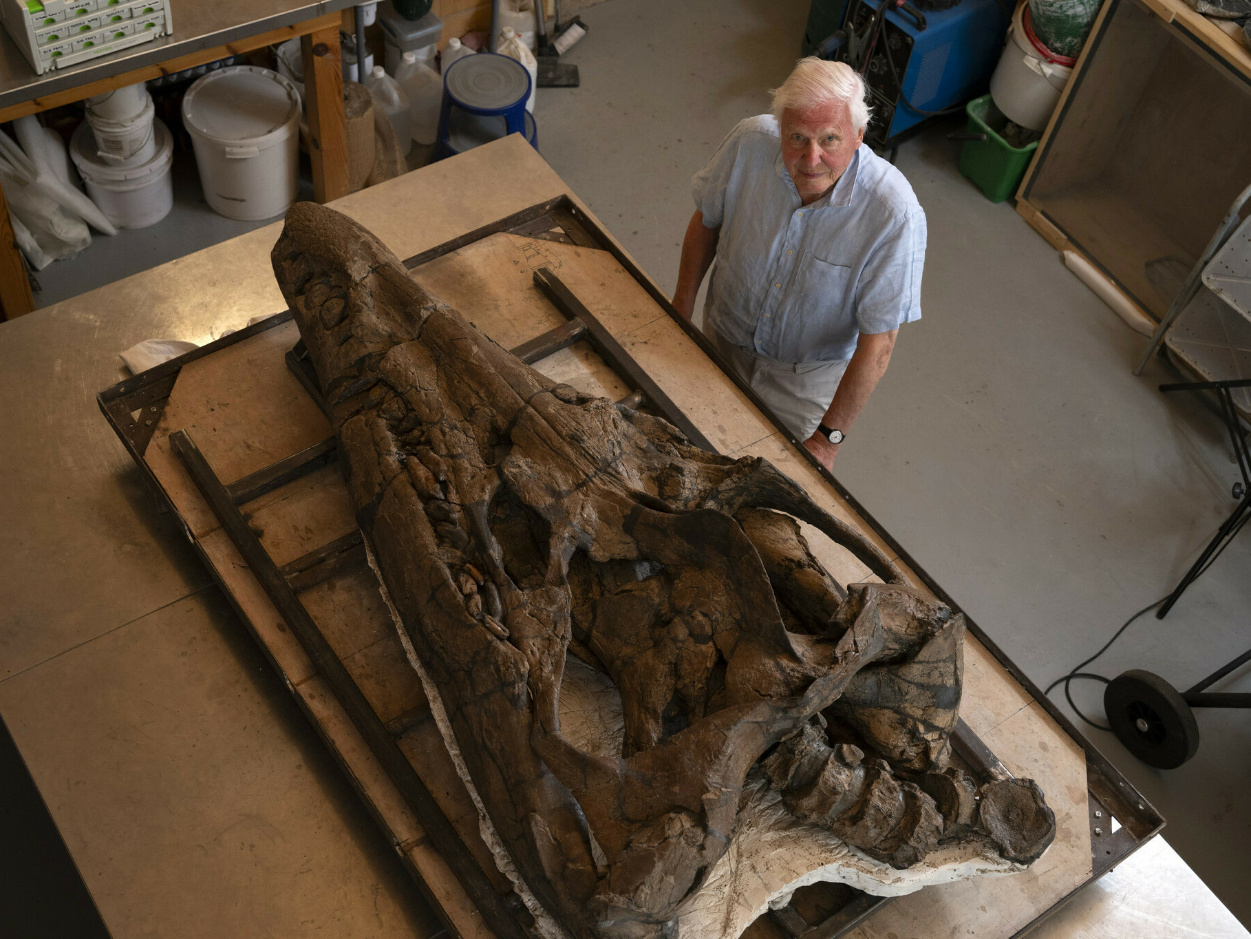 Scientists have found the mostly intact skull of a giant, deadly sea reptile - Vimarsana News