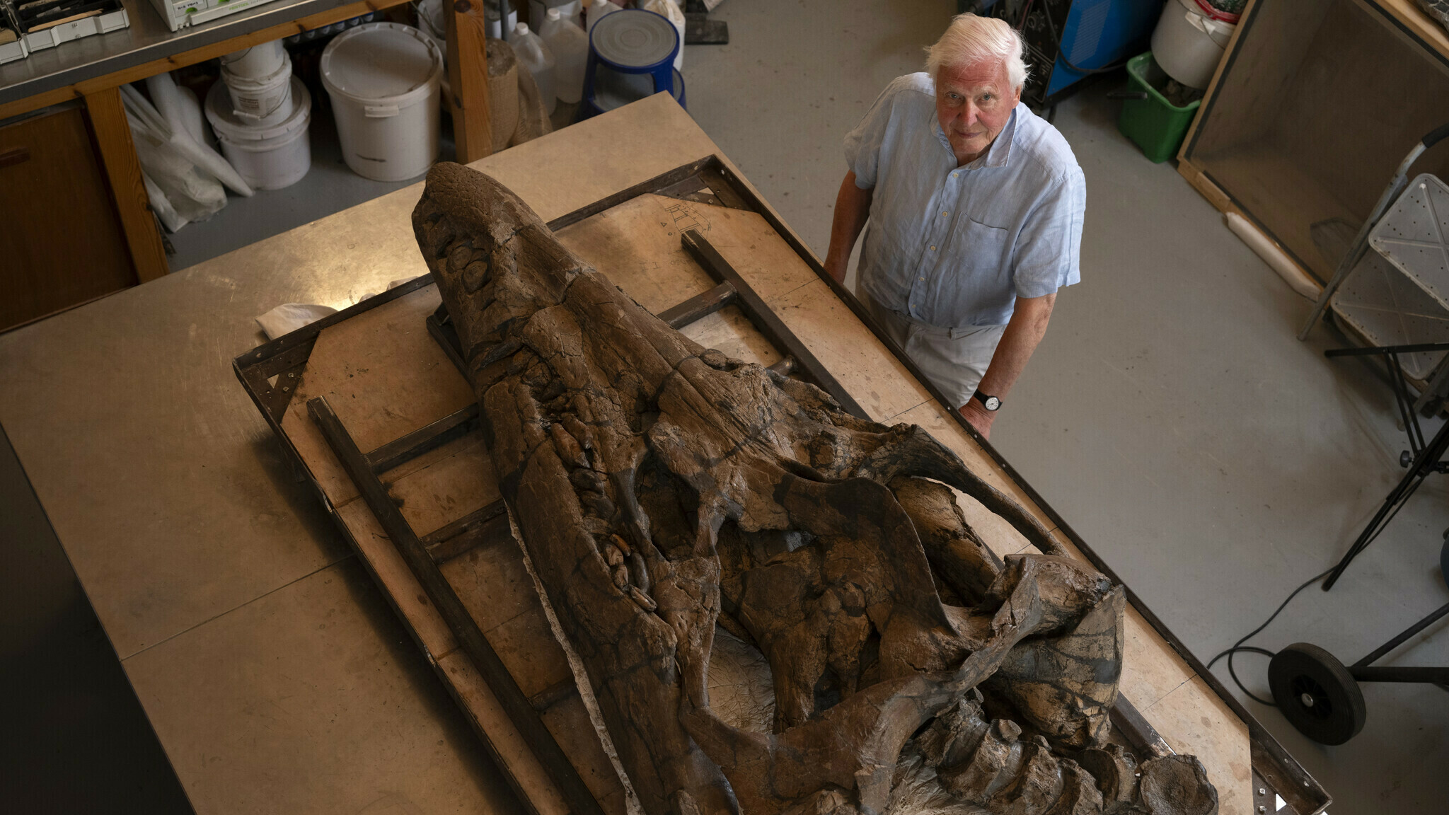 Scientists have found the mostly intact skull of a giant, deadly sea reptile