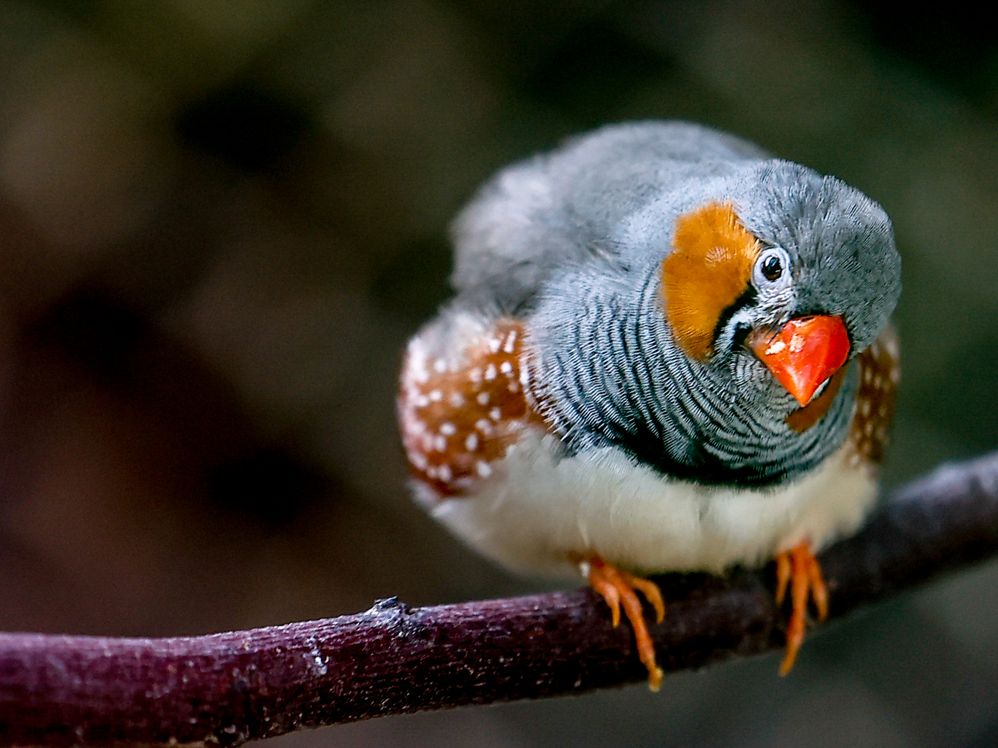 New research suggests that zebra finches must sing a lot to maintain top-tier singing performances. (Anadolu Agency via Getty Images)