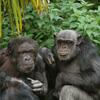 Apes remember long-lost friends and family they haven't seen in decades