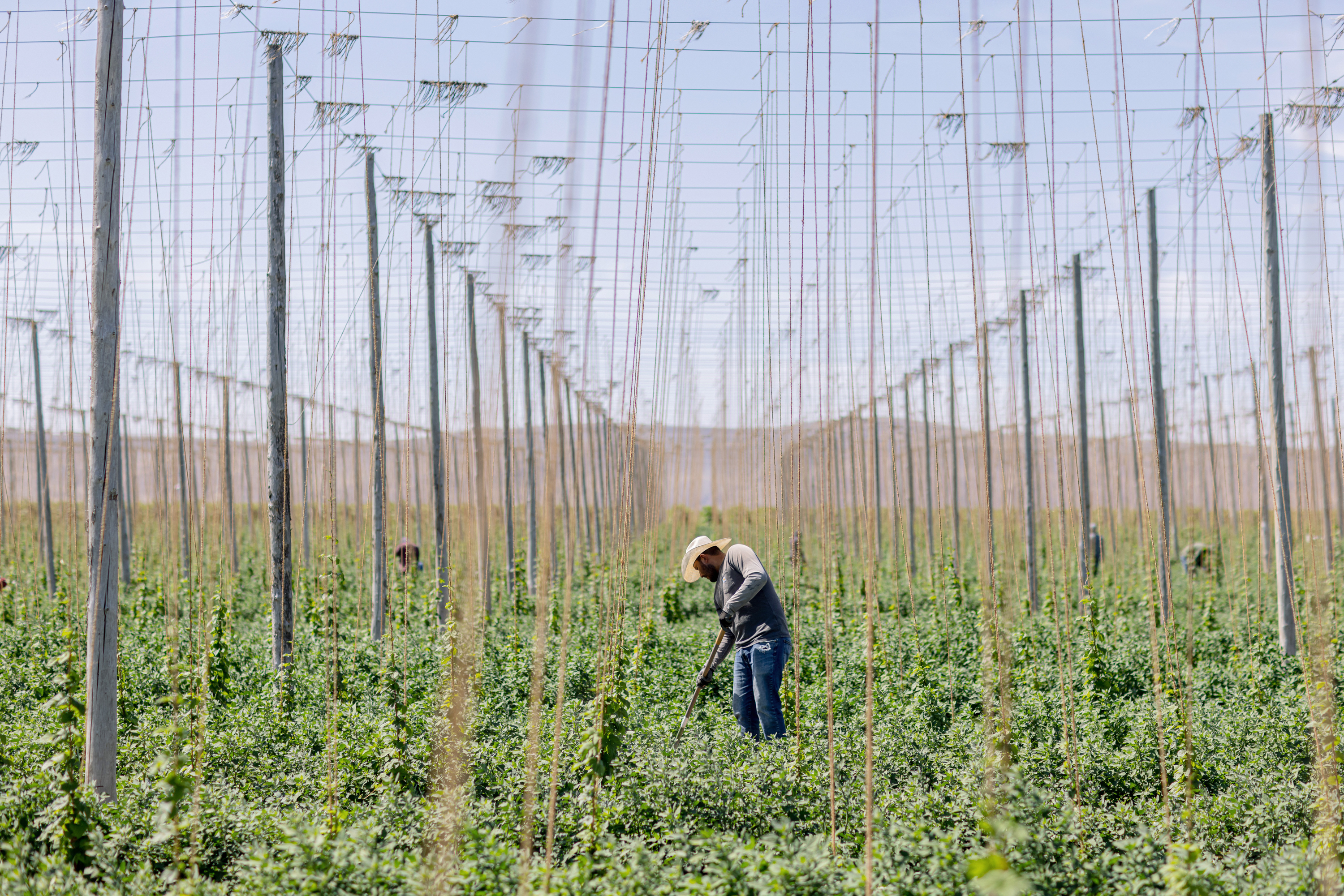 SUNNYSIDE, WA: A field worker uproots weeds in between rows of hops on a farm near Sunnyside, Washington on June 14, 2023. See story here.