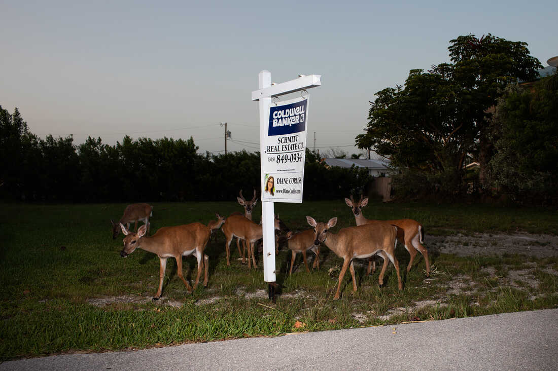 0b6a5370 custom 4ee6278df3e4d1a789f5bb98d3207e8fcf3dc266 s1100 c50