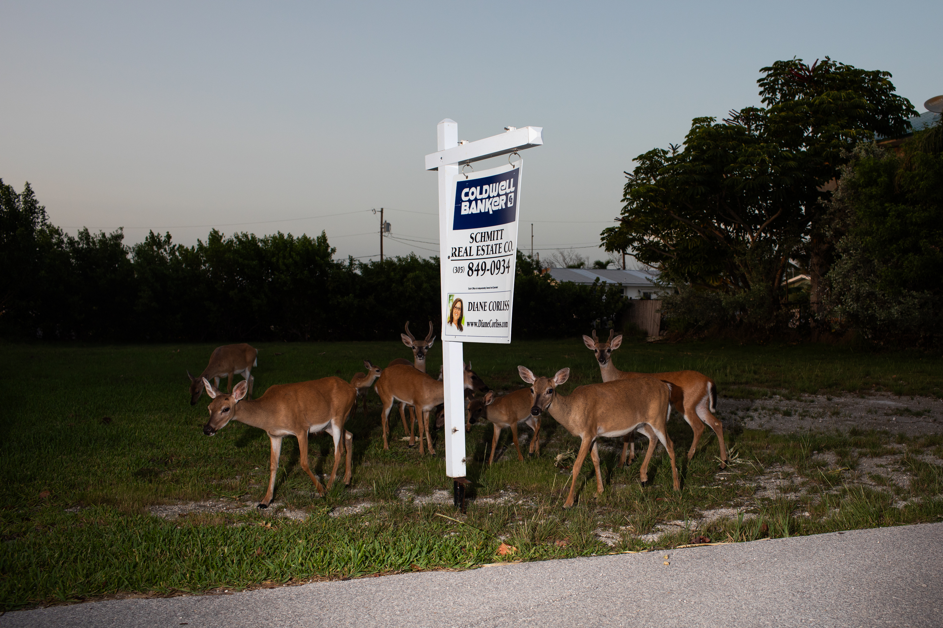 FLORIDA KEYS: The Key deer is the smallest deer species in North America. The deer live only in the low-lying Florida Keys. They are considered federally endangered, with an estimated population of around 1,000. See the story.
